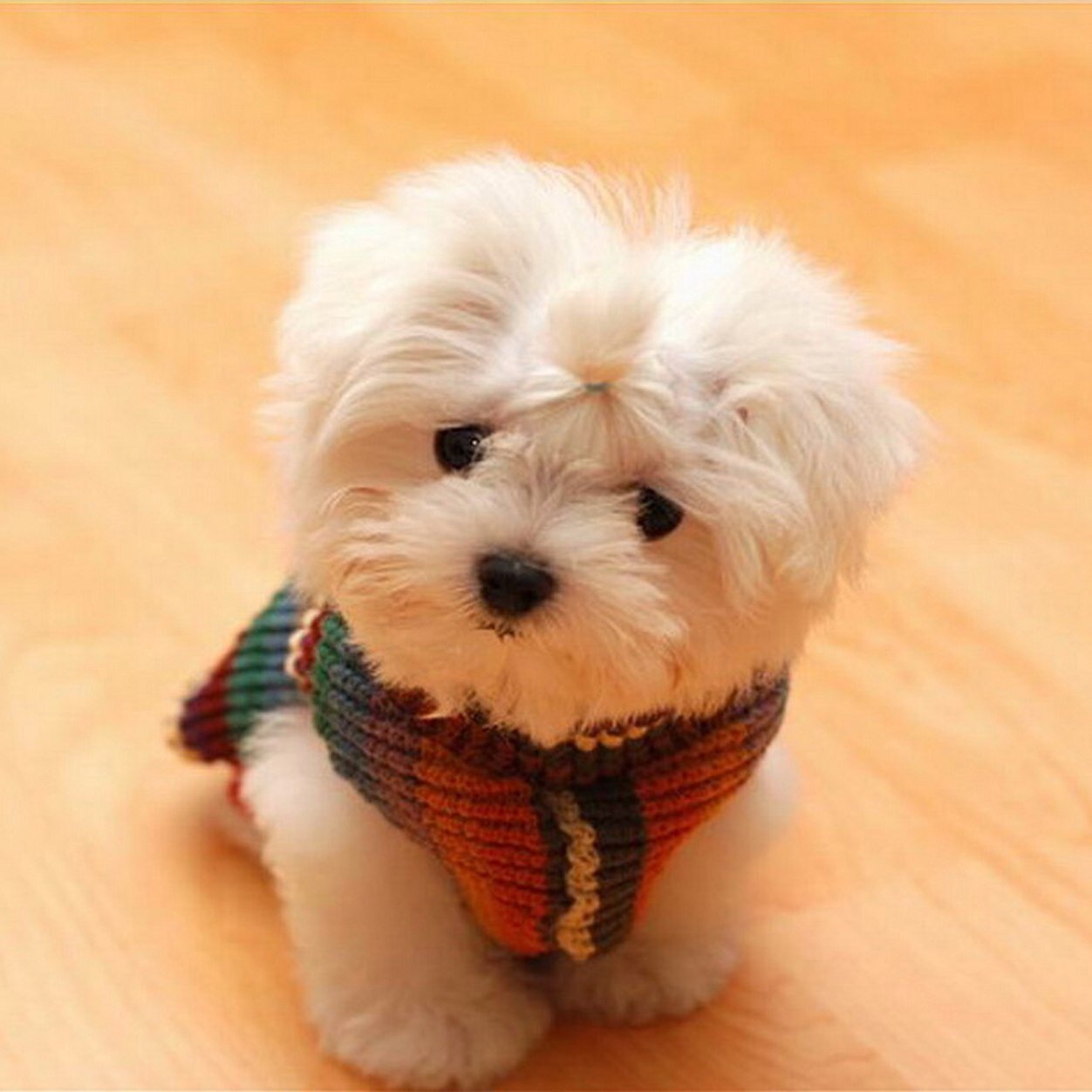 iLikePawsDaily's profile picture. Cutest dog pictures on twitter daily! Business: iLikePawsDaily@yahoo.com