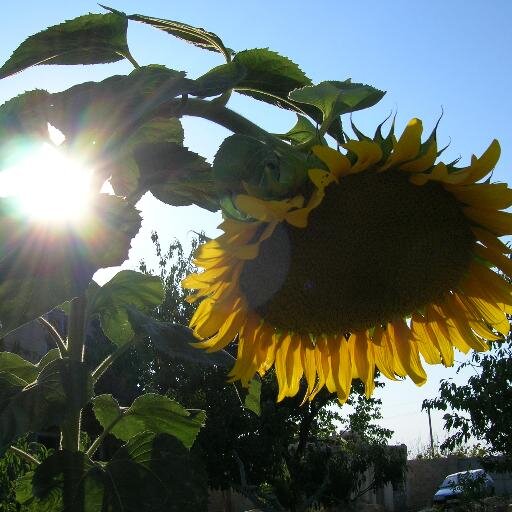 balkonflora2013's profile picture. Особенности содержания, размножения и ухода за комнатными растениями. Описание более 150 видов комнатных растений.