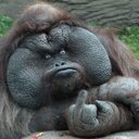 monkey - @GraceWright15 - Twitter