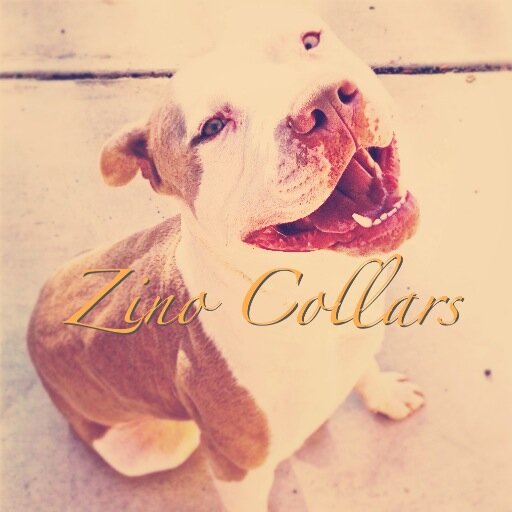 Checkout our chop! 

Dog Collars by ZinoCollars http://t.co/I7QKKkXnsy via @Etsy