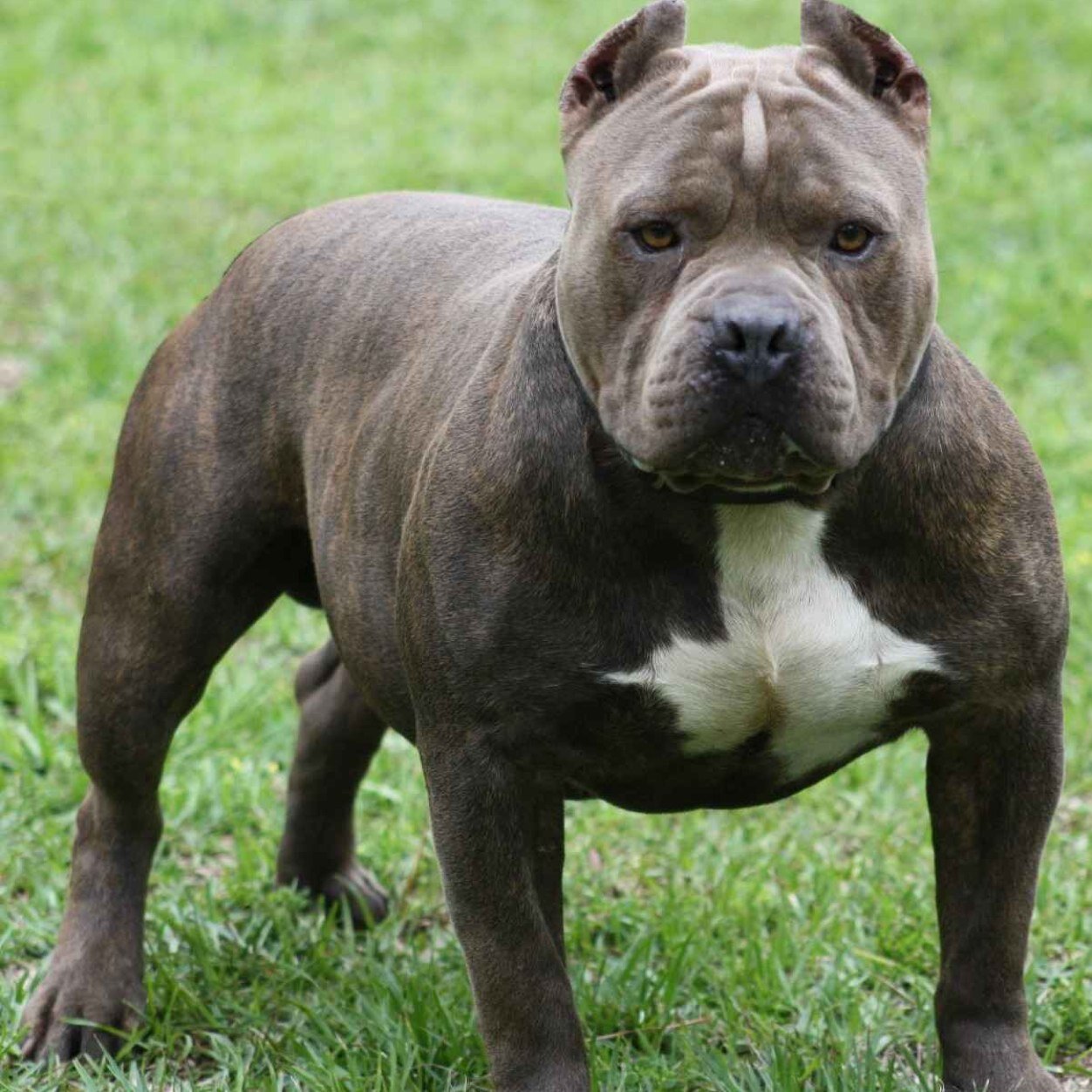 Im Bosco a pure bred Pitbull leader of the killer-dogs pack, you think you can kill me your wrong once i get my jaws into you your dead!!!!!!