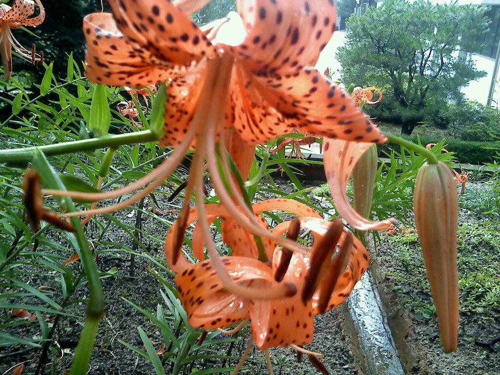 kil1014's profile picture. 삶 자체가고행이다...진정한 해탈이란 세상속에서 닳고닳아 야 이루어지는것...회피하려하지말자 우리아이가 살아갈세상은 좀 더나은 세상이 되야 하지 않겟나...