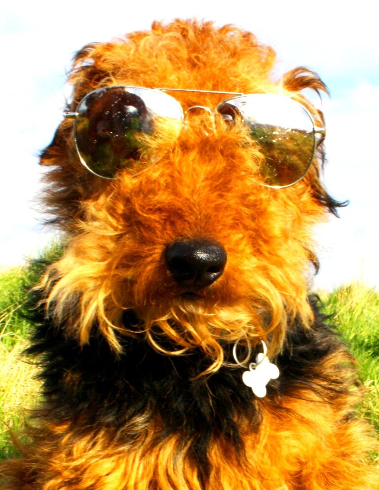 Motsinski's profile picture. MOTSINSKI the singing terrier
