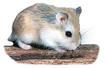 zhamstered's profile picture. Z one and only