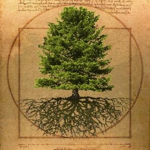 organizzazione no profit di arboricoltura 
per la cura e la gestione del verde arboreo