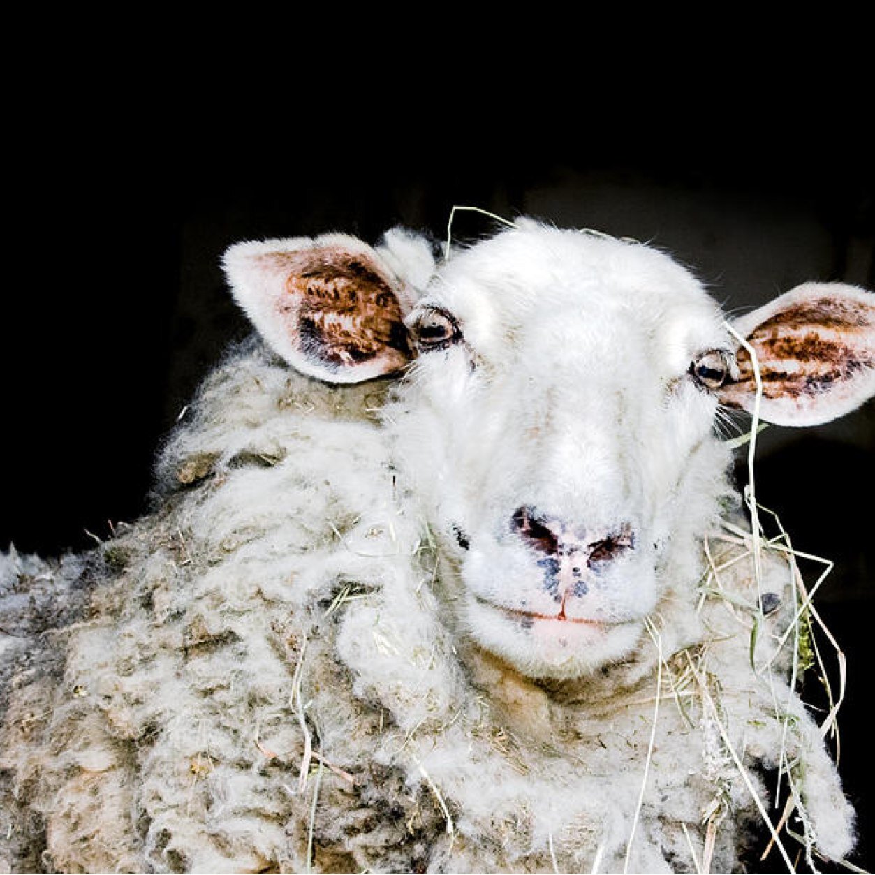 Retweet & follow me, I'm a sheep ok bye