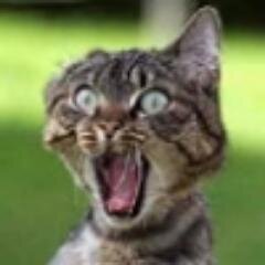 cardsonaring's profile picture. 