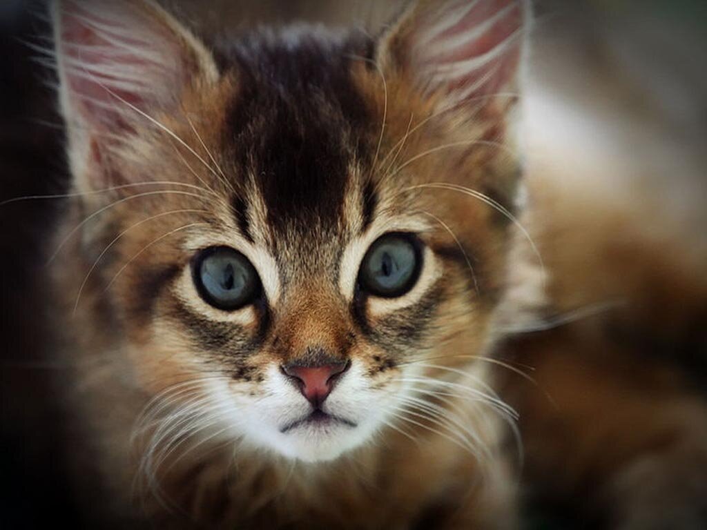 {Mate: @Blazeinferno_} #SmallSheCat {Moons:13} #Shy I tend to be a bit fearful of others. I may be small but I'm faster than most. {Looks like profile pic}