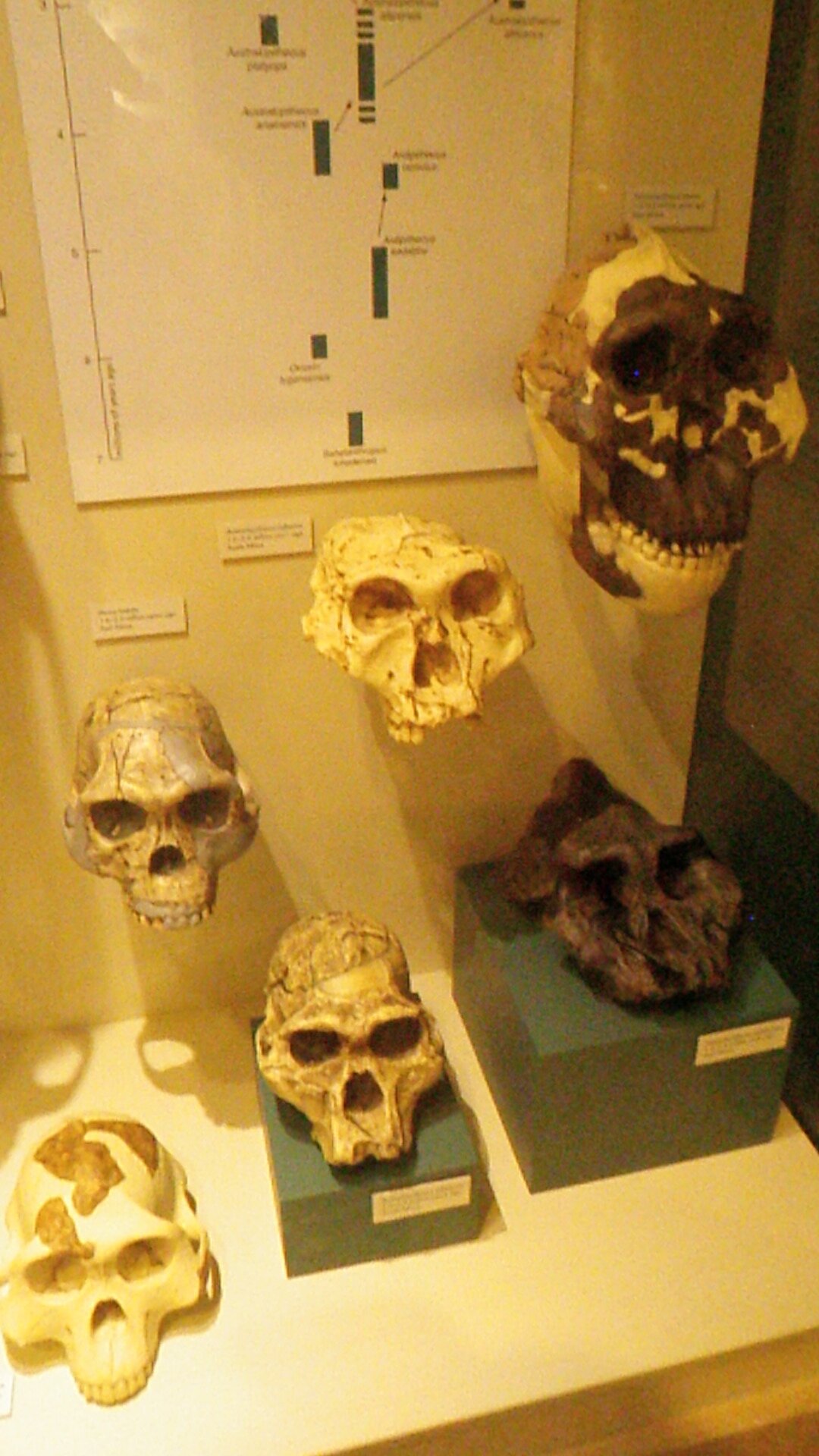 MichelleLKelly6's profile picture. Florida biology teacher, technology enthusiast.