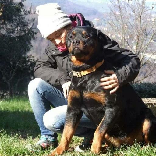 alicezelaschi's profile picture. educatore cinofilo