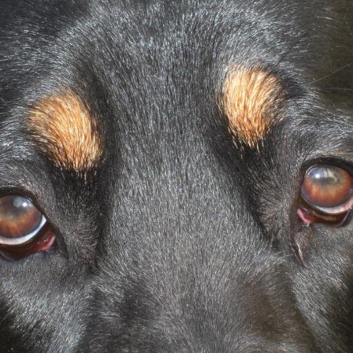 Tierundverstand's profile picture. Tiertrainerin, Verhaltenstherapeutin, Pferde- und Hundeausbildung