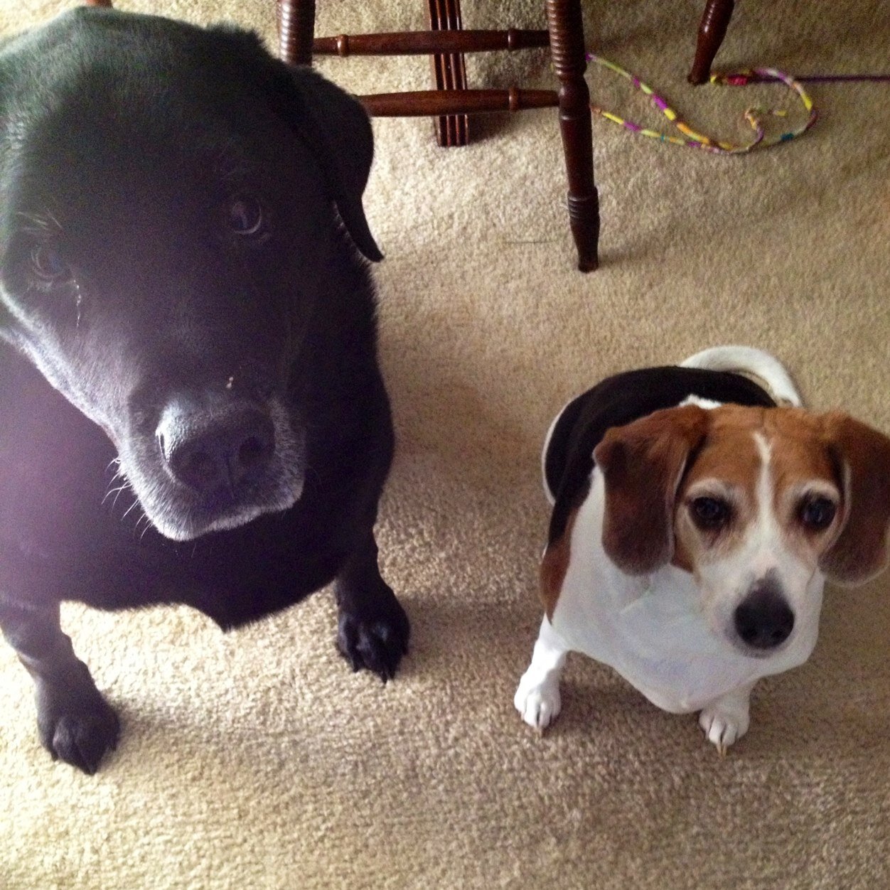 Web graphic designer/ photographer & dog trainer.