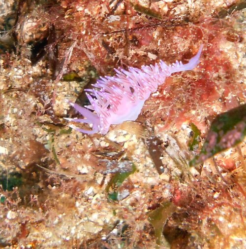 Website showing best places to dive Off The Beach In Spain and Malta