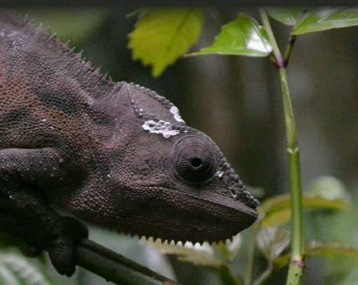 Nos dedicamos a la cria y a la fabricación de terrarios profesionales. apoyamos proyectos de reintroducción de especies. (herpetterra@herpetterra.es) España