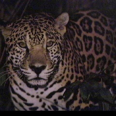 World traveller currently in UK. Sailing, Skiing, Scuba, Surfing, Adrenaline Junkie, Wildlife, Nature.
Same on TRUTH & GETTR