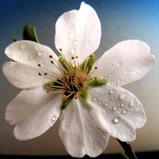 YisroelKatz's profile picture. שמשון יהוסף דויד שלמה טל שלום אהרן שבתי אלברט - 9101702 - P.O.B. 31027