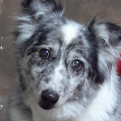 LLJS2's profile picture. Dogs, Bluegrass Music, & Bicycles... These are a few of my favorite things....