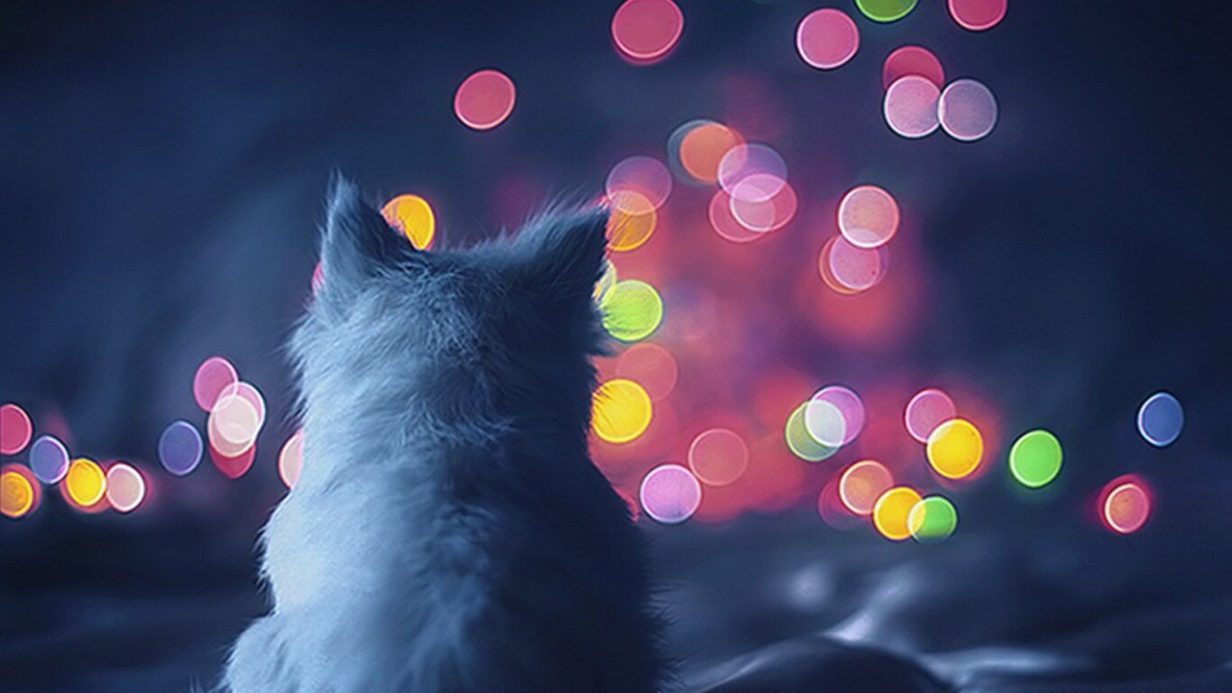 latifa__alokai2's profile picture. My name is  LATIFAALOKAI
I am 10 years
I love drawing