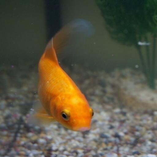 derekgoldfish's profile picture. i love chips