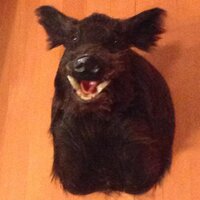 BabirusaSEA (@babirusasea) 's Twitter Profile