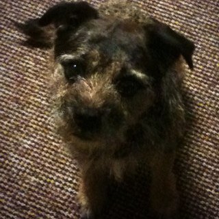 Enjoying life as a terrier of leisure, walking daily, sometimes chasing a ball, mainly sleeping. Have very particular tastes in food and humans.