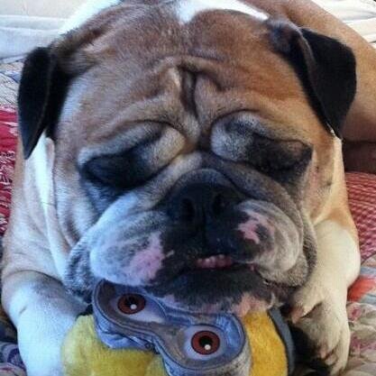 sharonrafter's profile picture. Two great kids, a loving hubby, and a seriously cute but totally spoiled dog. Life is good! ⚓️