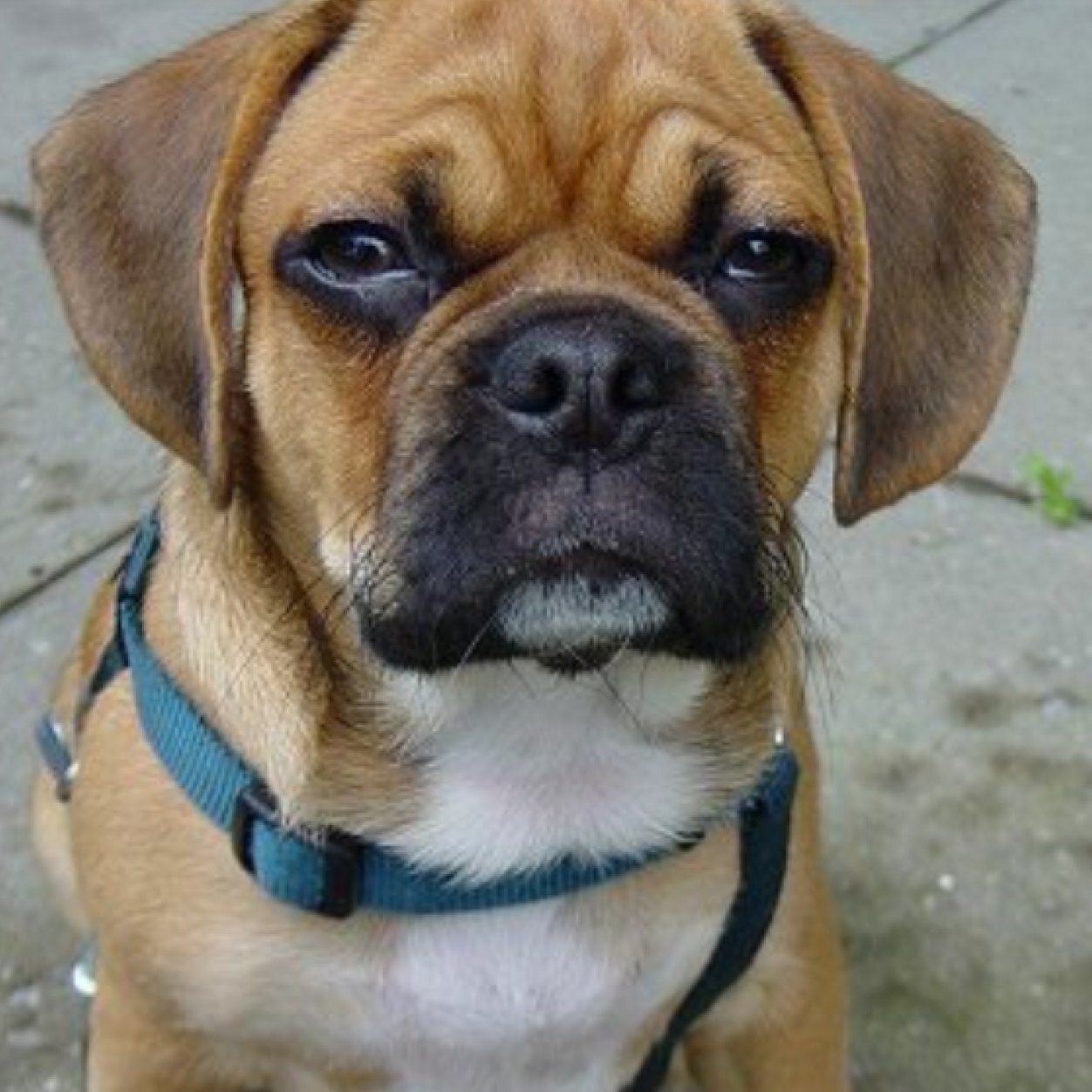 AddyDevynsDawg's profile picture. 