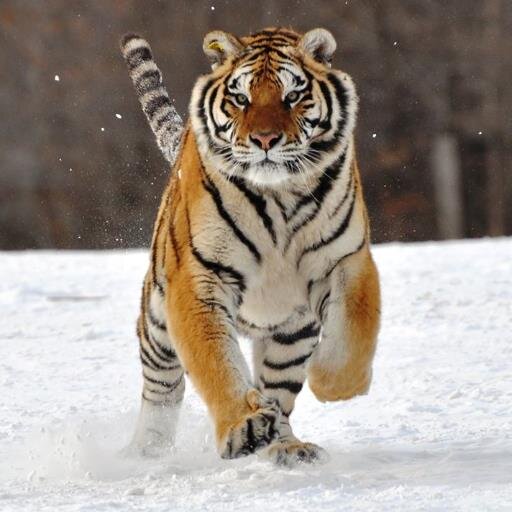 tina_tina63's profile picture. Mum, Nanna and card maker