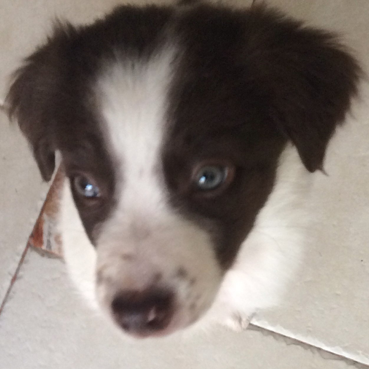 Soy un border collie llamado Axl,mi dueño es @theanonymus117,aqui comparto mi crecimiento...