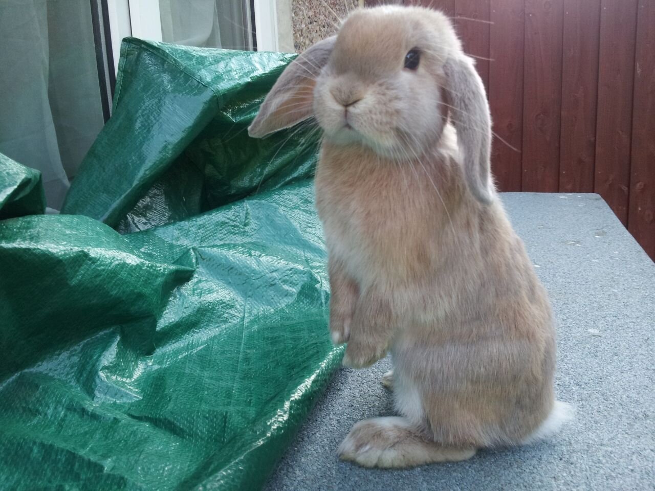 A cute fluffy thing! Includes writing and reading as a hobby. Loves the finer things in life. Cricket fan.