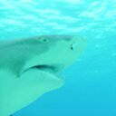 Edward Cranston - @Bullshark72 - Twitter