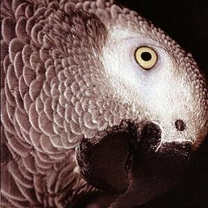 Tweet in english, en français , parrot and perroquet and of course, with mommy 
Anarchist parrot - Perroquet anarchiste