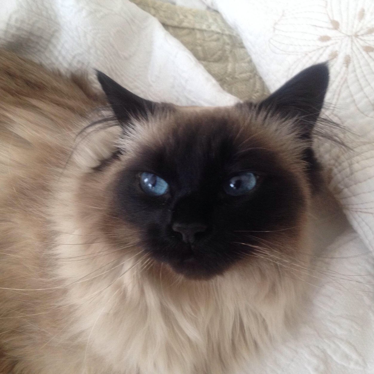 gpaltrineri's profile picture. 