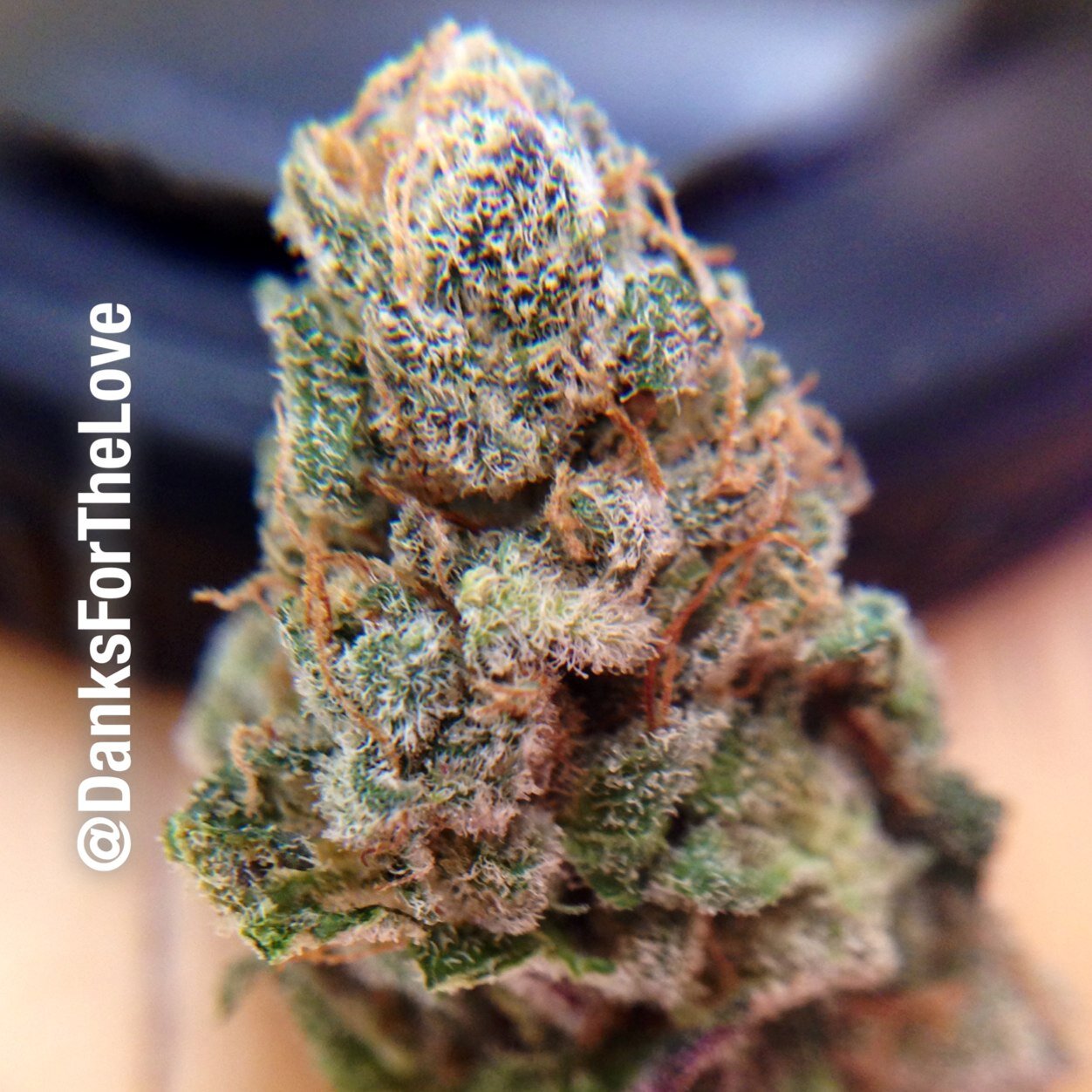 Gamer. Lover. Medicator. (Not always in that order)
IG:DanksForTheLove