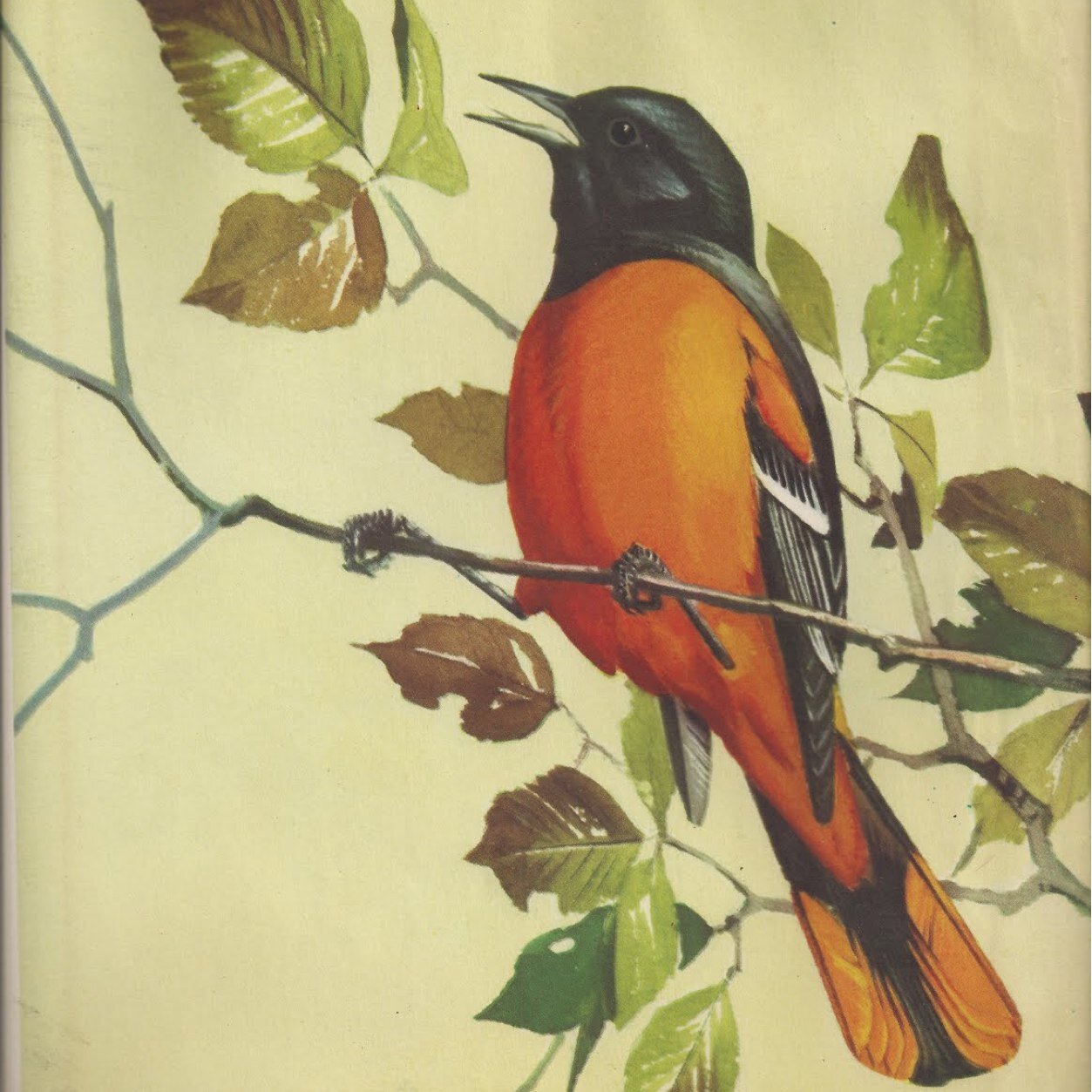 TannerHillis's profile picture. I like donut sticks and writing songs.