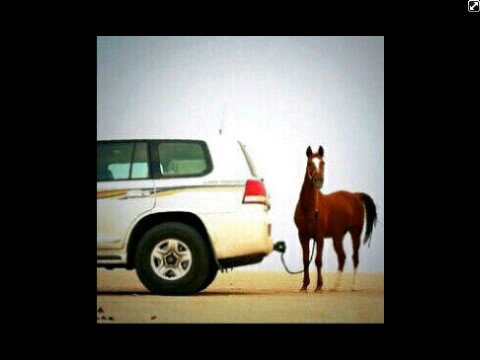 آلححبَ حب ﺎامي يَ جآهہلين آلمحبهہ ♡̷̷̷