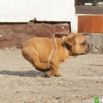 th3cutedogs's profile picture. 