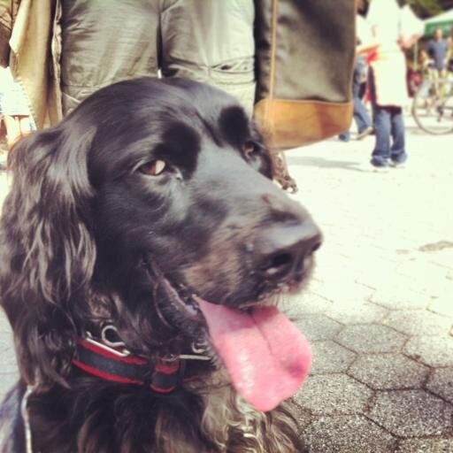 I 'm Cassie, Large Munsterlander.I live in NYC & DC where I am a Therapy Dog,tennis ball chaser, duck retriever, advocate for mud romps, rolling in dead fish.