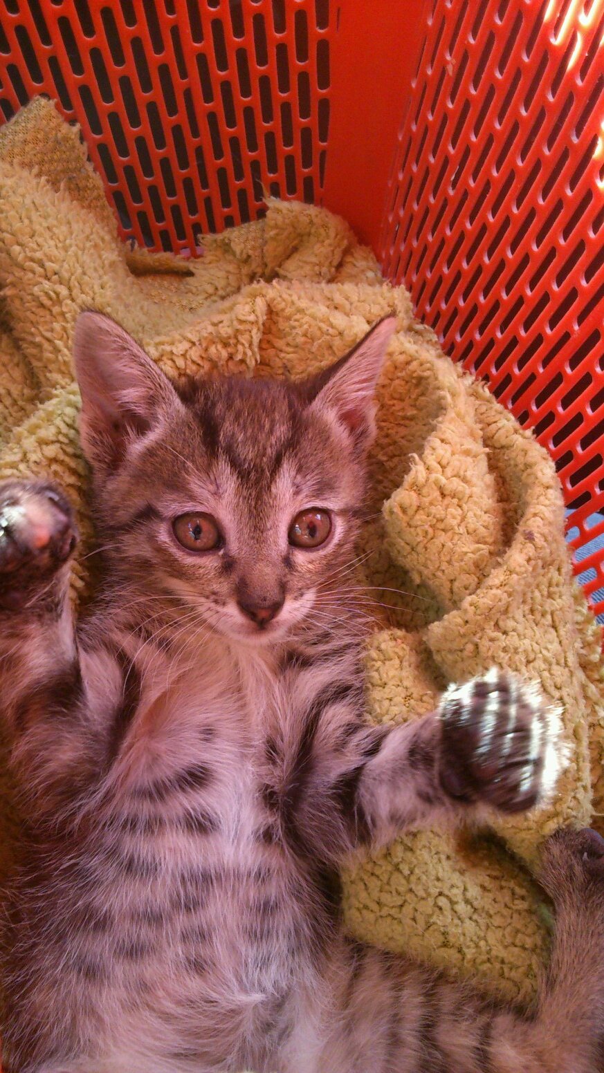 vengodeleer's profile picture. 