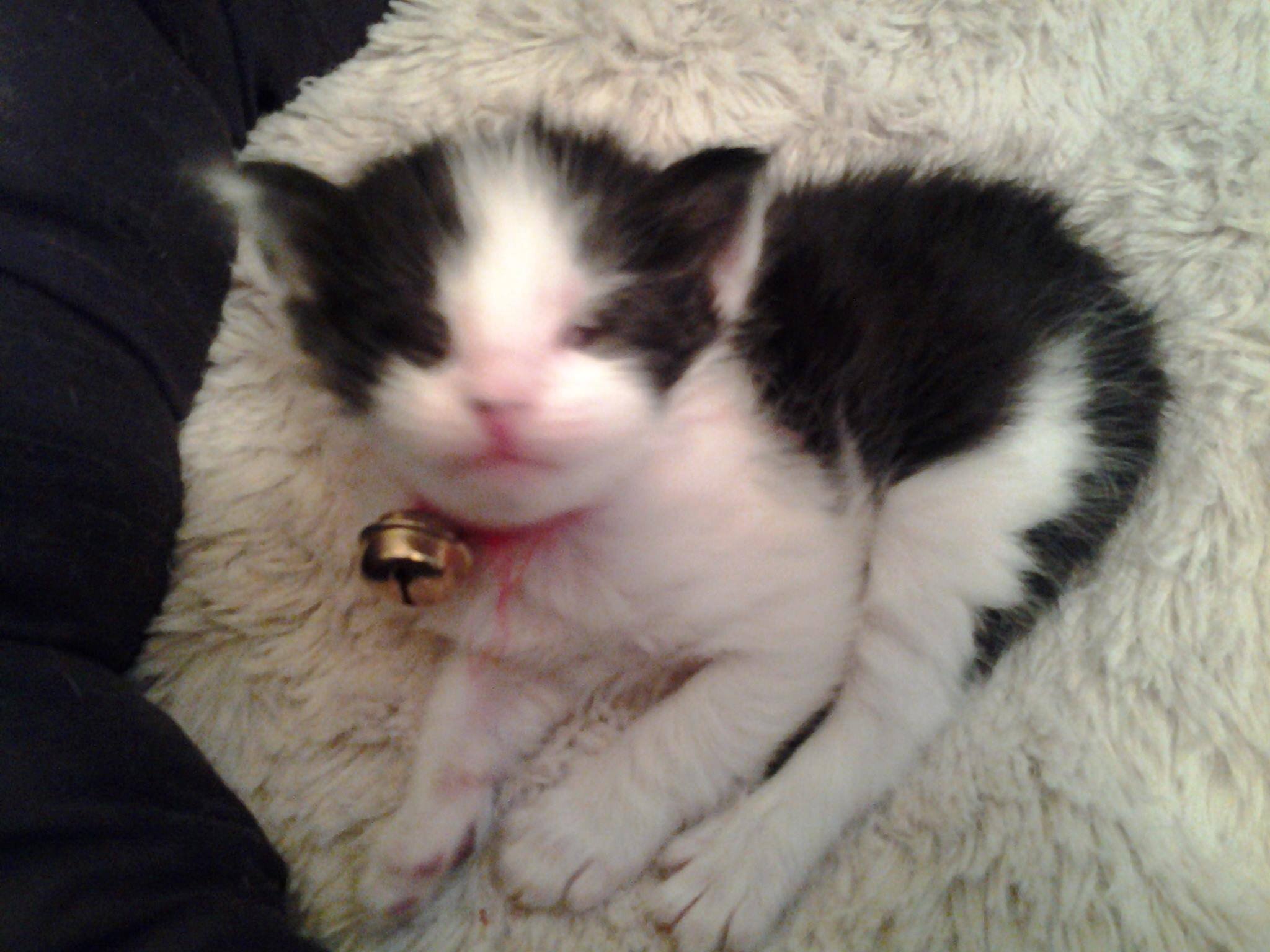 willtheblindcat's profile picture. My name is Will and I was born with no eyes.  This is my story of growing up without sight.  I know I can do this because I am loved and blessed.