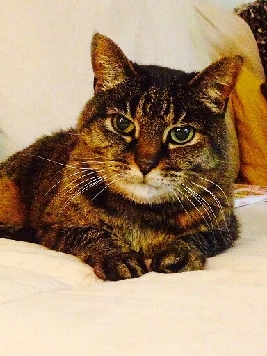 Scamper_says's profile picture. I'm serious about my shade. I'm past the playpen stage of life.