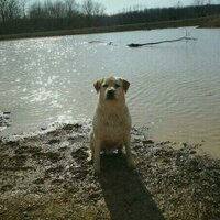 Bradley Yost - @IndianaBirdDog Twitter Profile Photo