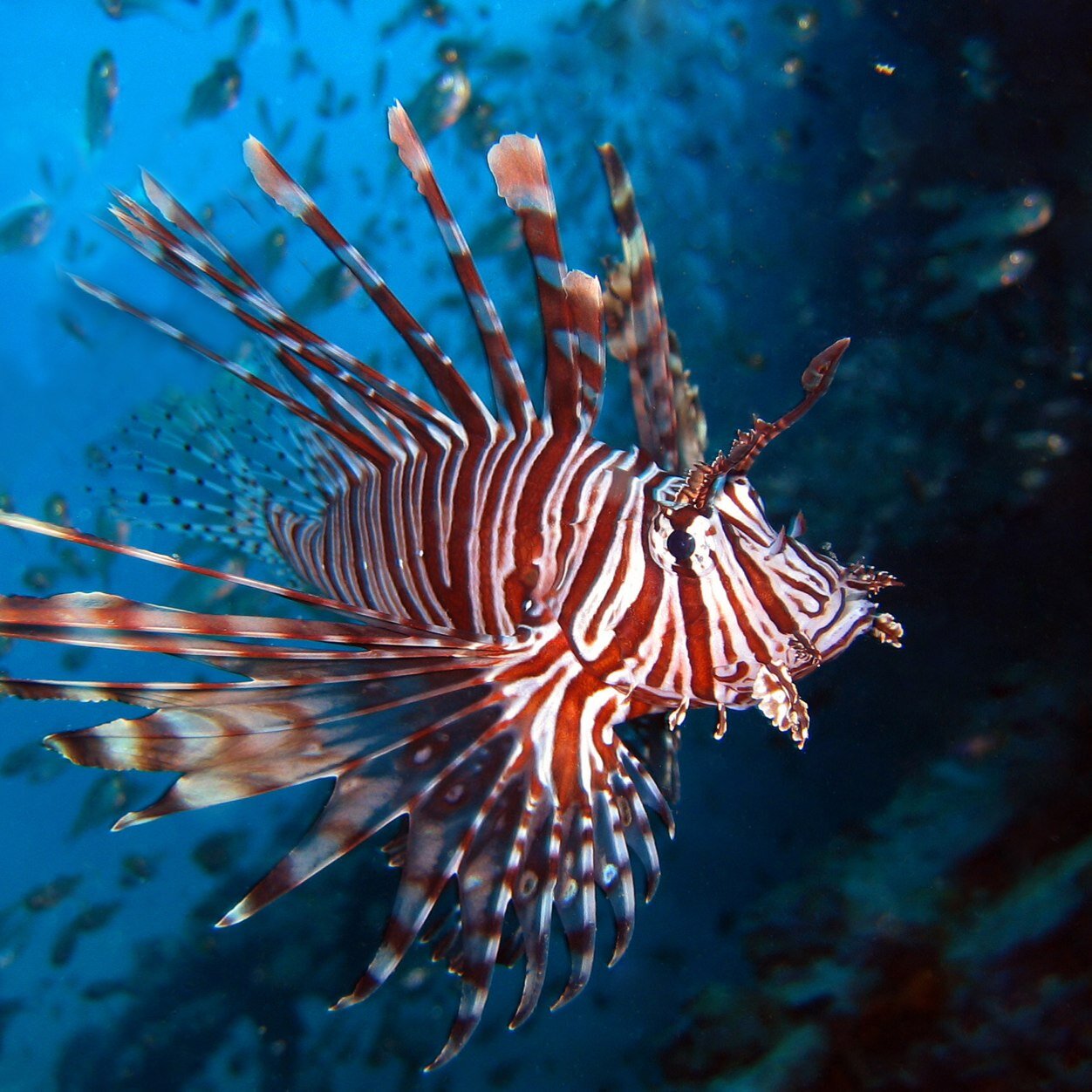 Lionfish are invading the Atlantic and destroying coral reefs. It is crucial for people to become aware and help! Visit my website below!!