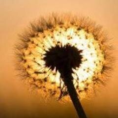 Abogado en ejercicio, escritor, amante de las plantas y la naturaleza. No me gustan las mentiras.