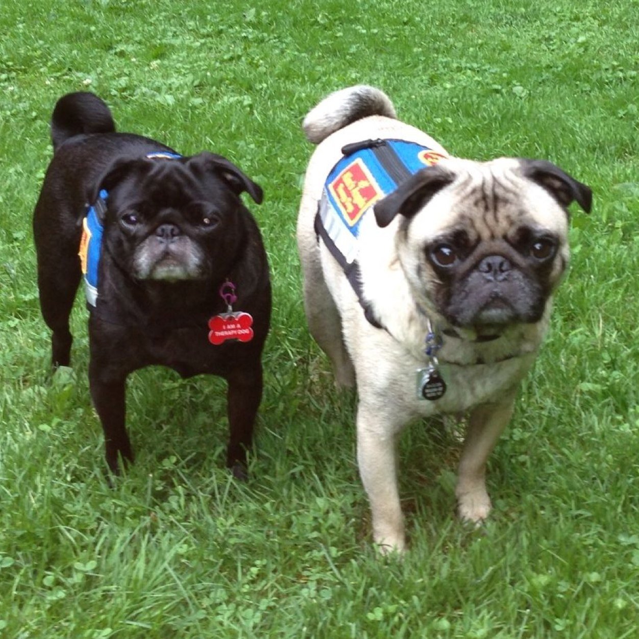 TherapyPugs's profile picture. We are certified Therapy Dogs. We go to schools & libraries and help children learn to love to read. We bring smiles to everyone we meet :)