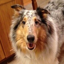 AliceOwsen's profile picture. 