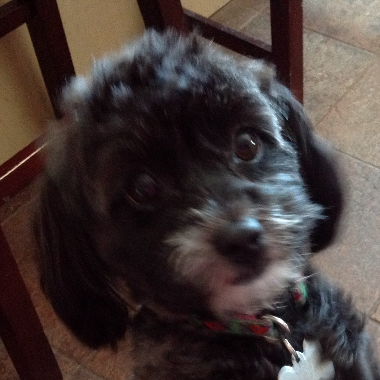 2684siobhan's profile picture. 