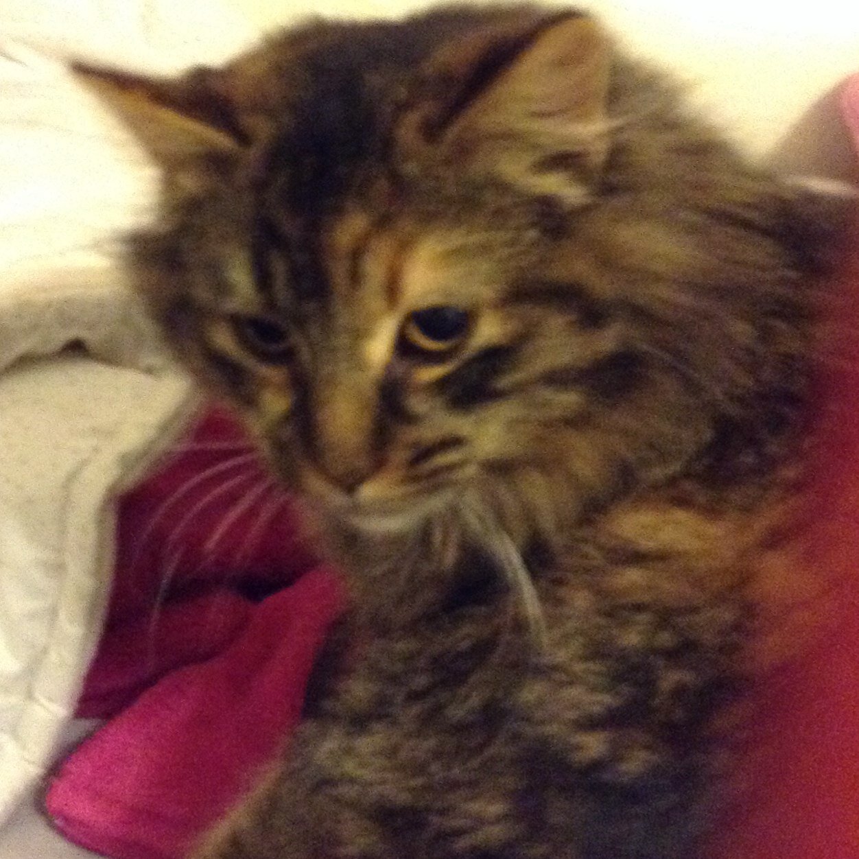 sammieShamy's profile picture. 