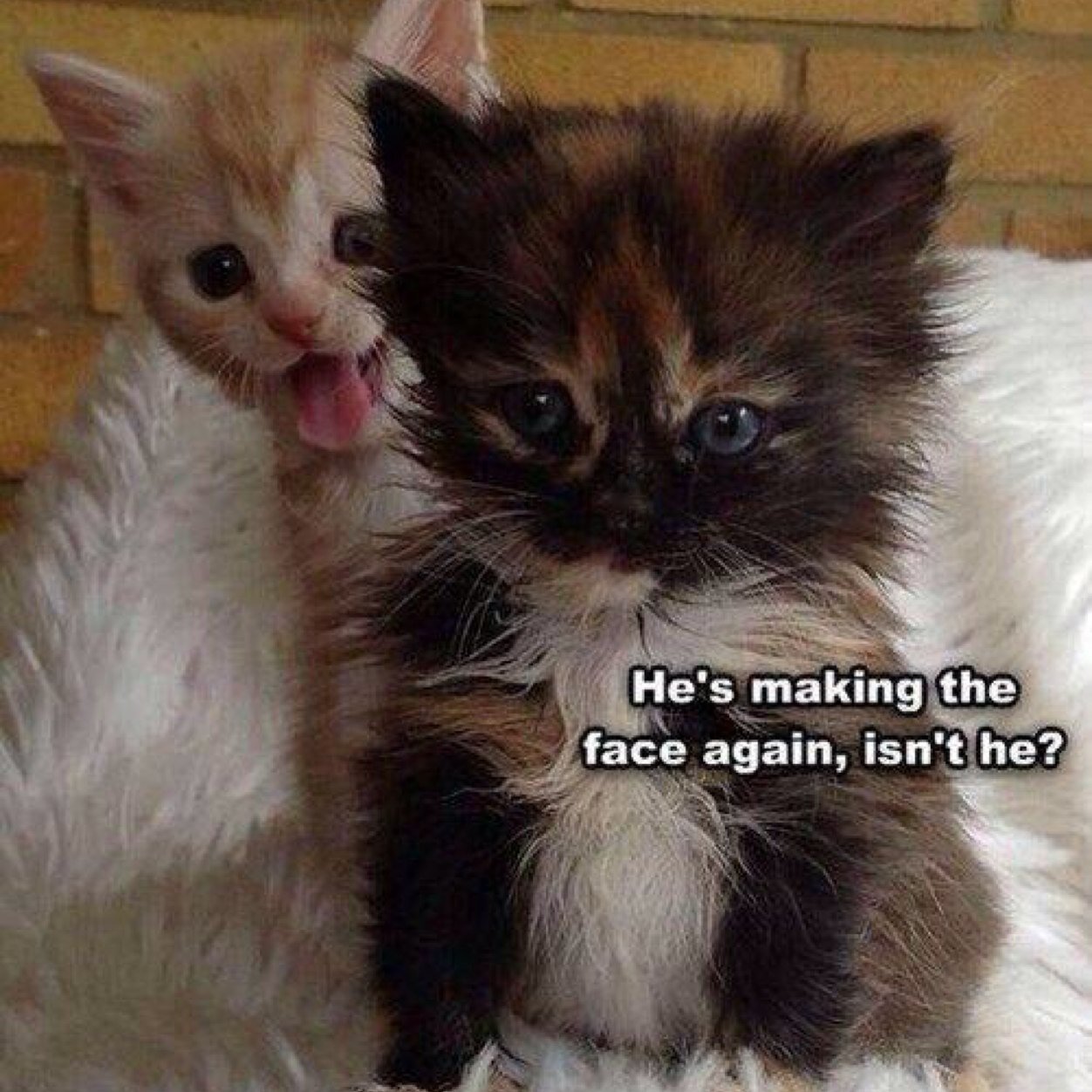 plumberask's profile picture. 