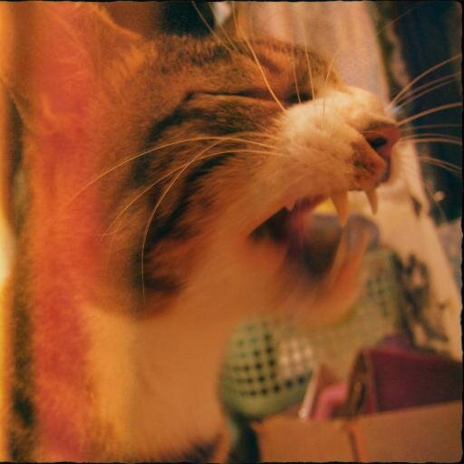 gigglehiccupp's profile picture. 收集句子癖。